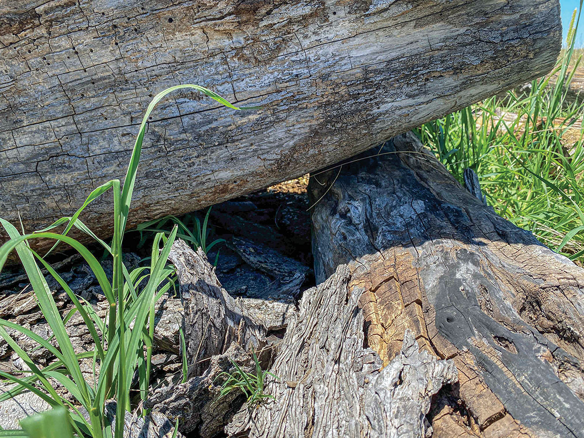 Wes saw a cottontail take off through this hole shortly before snapping this picture. Paying close attention to potential hiding spots can be the  difference between having to make a shot on a running or stationary rabbit.